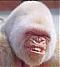 ulp's Avatar